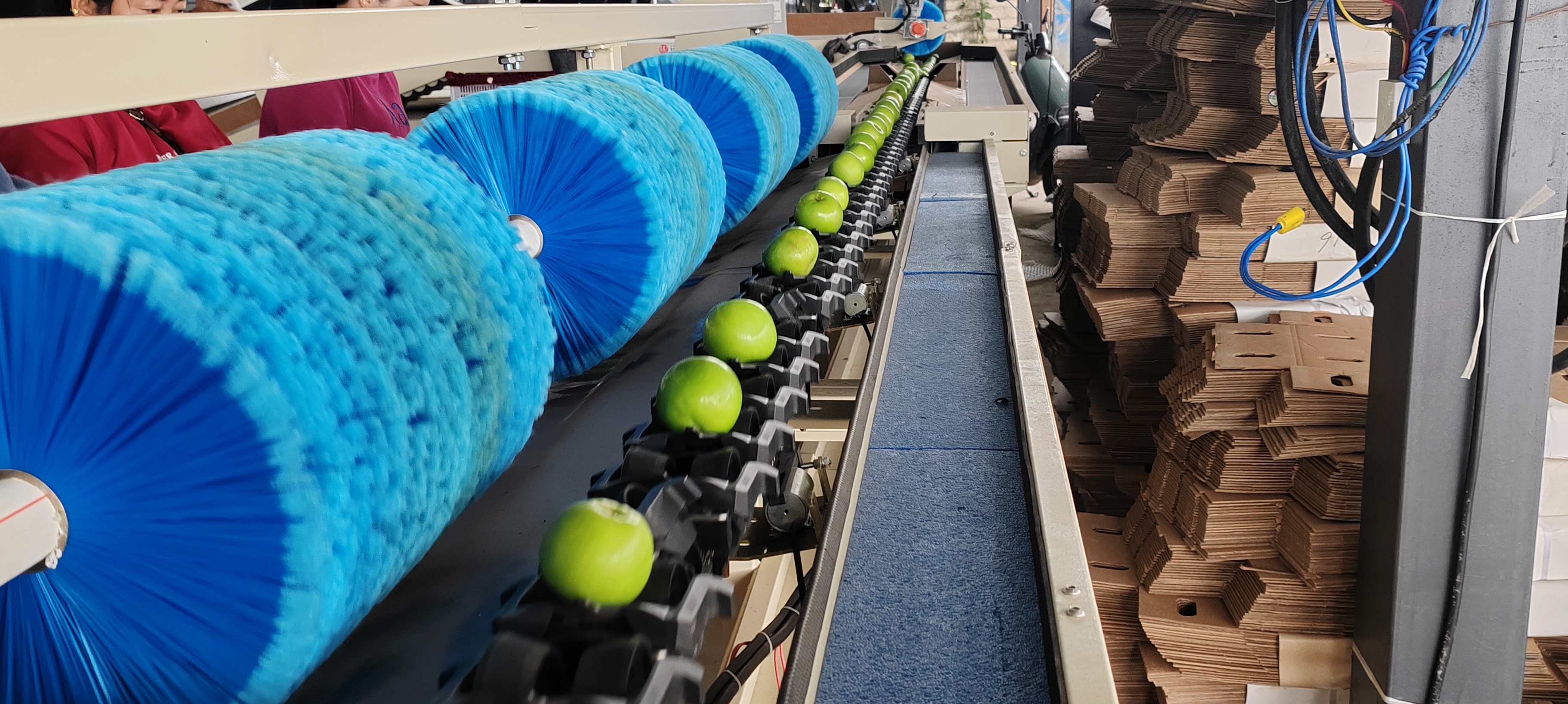 智能分選--蘋(píng)果棗分選機(jī)